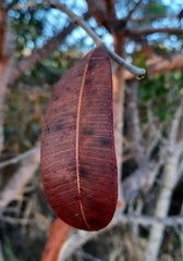 Hancornia speciosa