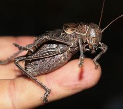 Hetrodes pupus pupus