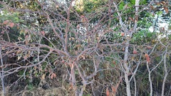Hancornia speciosa