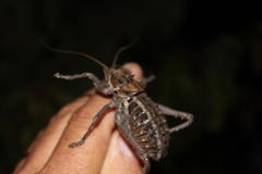 Hetrodes pupus pupus