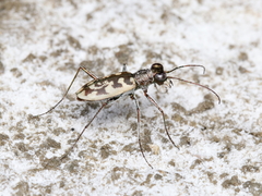 Cephalota circumdata circumdata