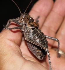 Hetrodes pupus pupus