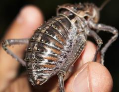 Hetrodes pupus pupus