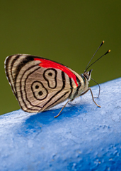 Diaethria euclides gueneei