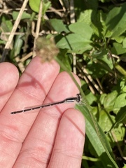 Enallagma durum