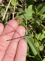 Enallagma durum