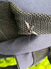 Bibio pomonae