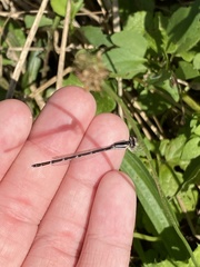 Enallagma durum