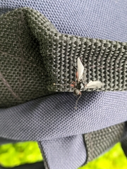 Bibio pomonae
