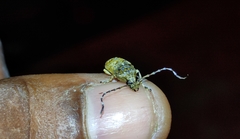 Phloeobius
