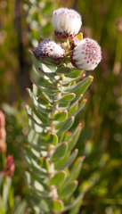 Leucospermum bolusii