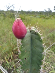 Cereus hexagonus