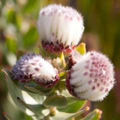 Leucospermum bolusii