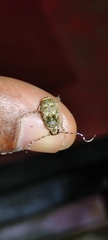 Phloeobius