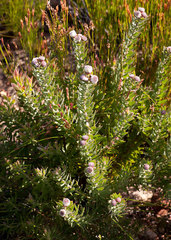 Leucospermum bolusii