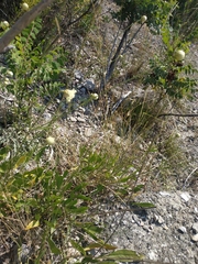 Cephalaria coriacea