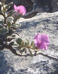 Podalyria hirsuta