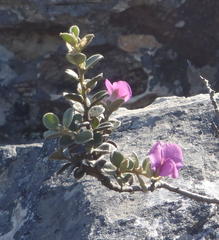 Podalyria hirsuta