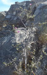 Podalyria hirsuta