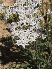 Corymbium villosum