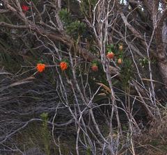 Liparia splendens splendens