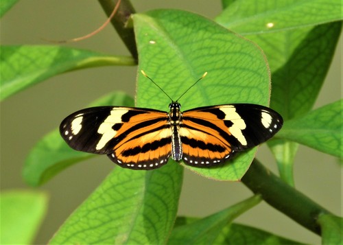Isabella's Longwing