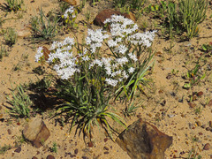 Corymbium villosum