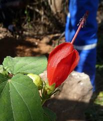 Malvaviscus arboreus arboreus