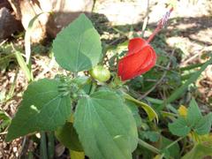 Malvaviscus arboreus arboreus