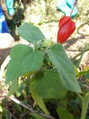 Malvaviscus arboreus arboreus