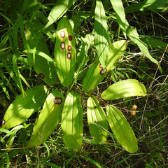 Phyllosticta cruenta