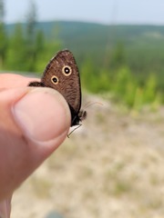 Cercyonis oetus