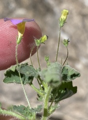 Jamesbrittenia hereroensis