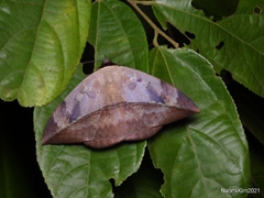 Hypopyra pudens