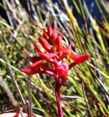 Disa ferruginea