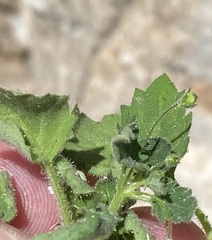 Jamesbrittenia hereroensis