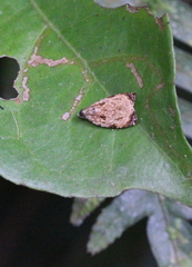 Sycacantha inopinata