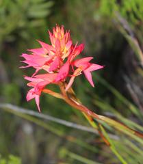 Disa ferruginea