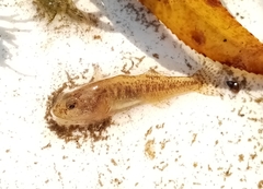 Economidichthys pygmaeus