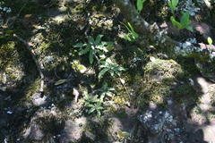 Stenoglottis zambesiaca