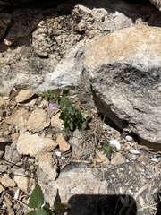 Jamesbrittenia hereroensis