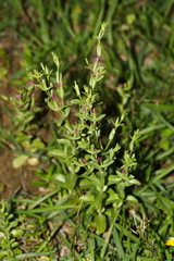 Centaurium japonicum