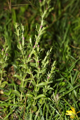 Centaurium japonicum