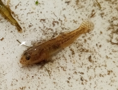 Economidichthys pygmaeus