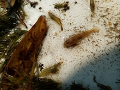 Economidichthys pygmaeus