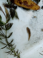 Economidichthys pygmaeus