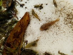 Economidichthys pygmaeus