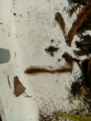 Economidichthys pygmaeus