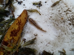 Economidichthys pygmaeus