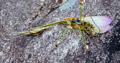 Hemiempusa capensis